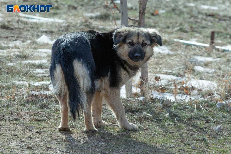 Около 1000 жителей Волжского пострадали от бездомных собак