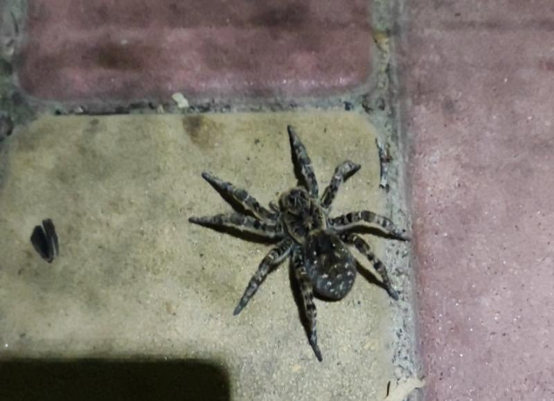 Волжанка сняла на видео ядовитого паука в парке
