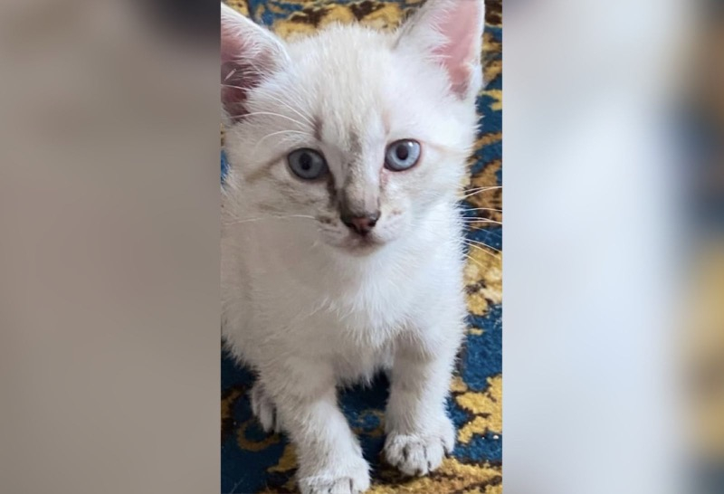 Голубоглазый котенок ищет семью в Волжском