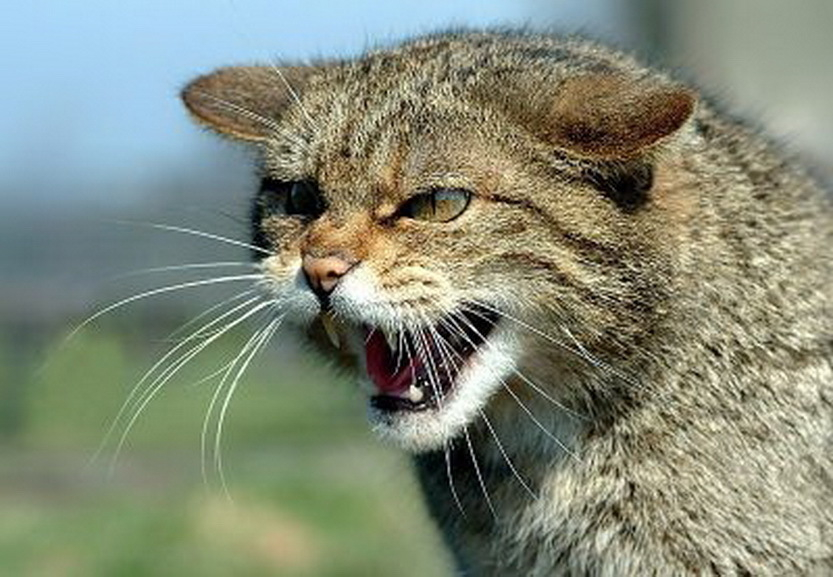 Агрессивный уличный кот перехитрил волгоградских спасателей