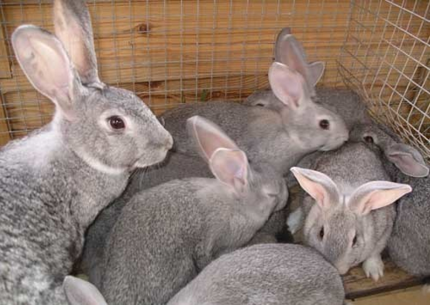 В Палласовке похититель кроликов угодил под железнодорожный состав