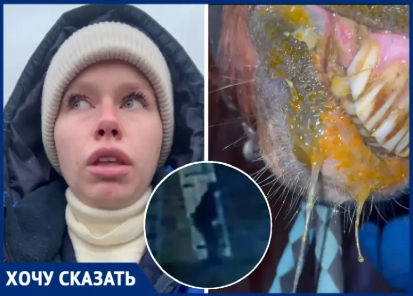 Мужчина в маске пробрался в конюшню и отравил животных кислотой в Волжском