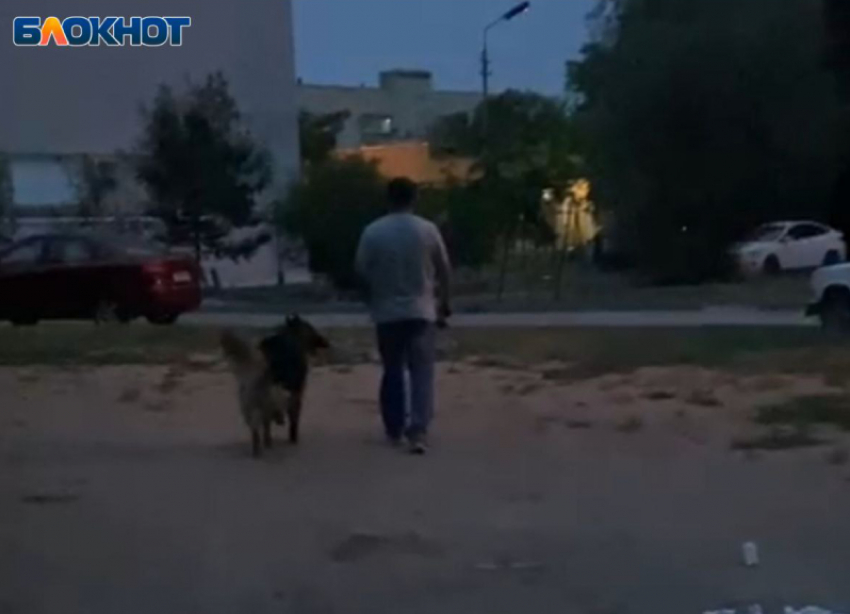 Двухметровый мужчина набросился на 35-килограммовую девушку из-за собак в Волжском: видео