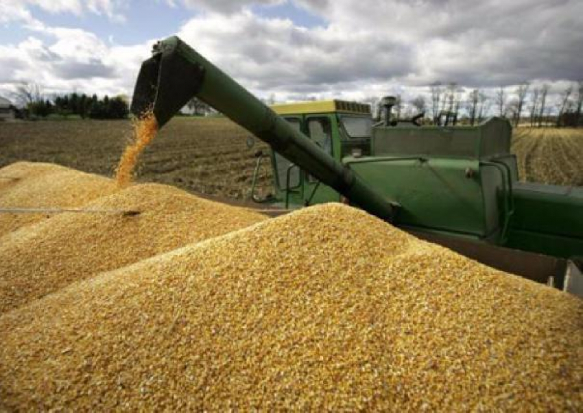 Волжане порадовались за хлеборобов - в регионе уже собрали 4 миллиона тонн зерна