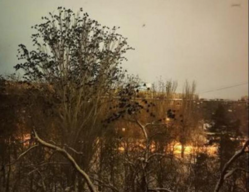 «Адское утро с воронами и тьмой»: в Волжском на видео попал сквер по всем канонам фильмов ужасов