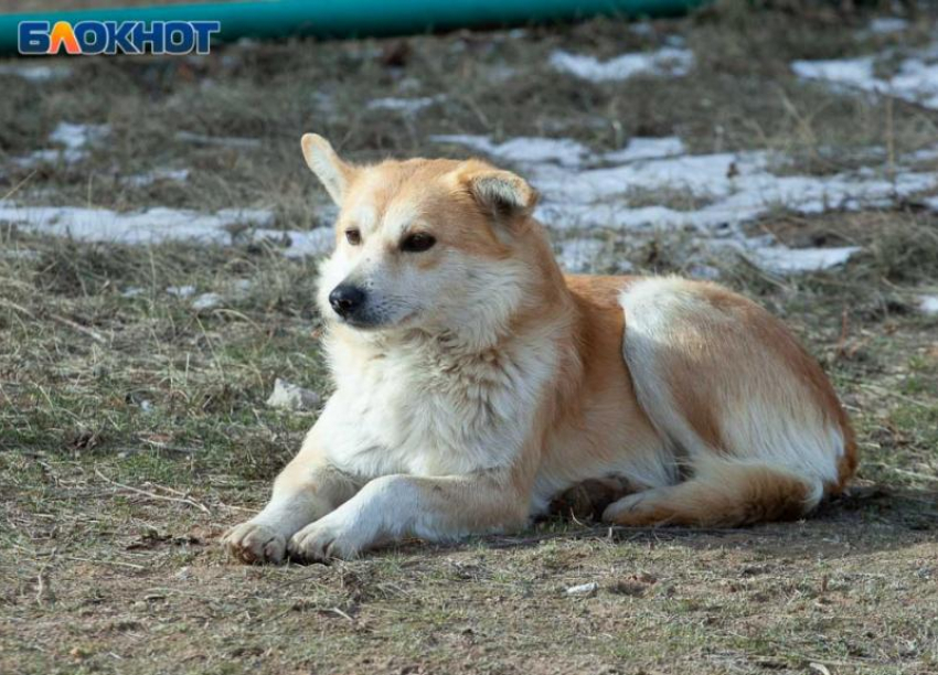 Волжанам напомнили о бешенстве: заболеваемость растет