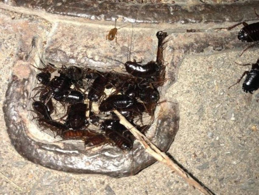 Отвратительными черными тараканами кишит улица Энгельса, - волжанка