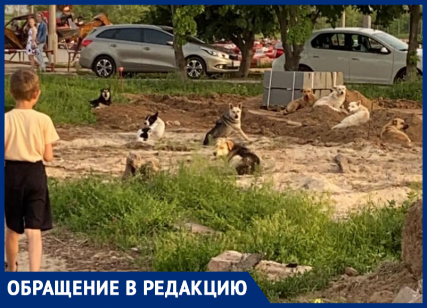 Стая диких собак чуть не растерзала ребенка в центре Волжского