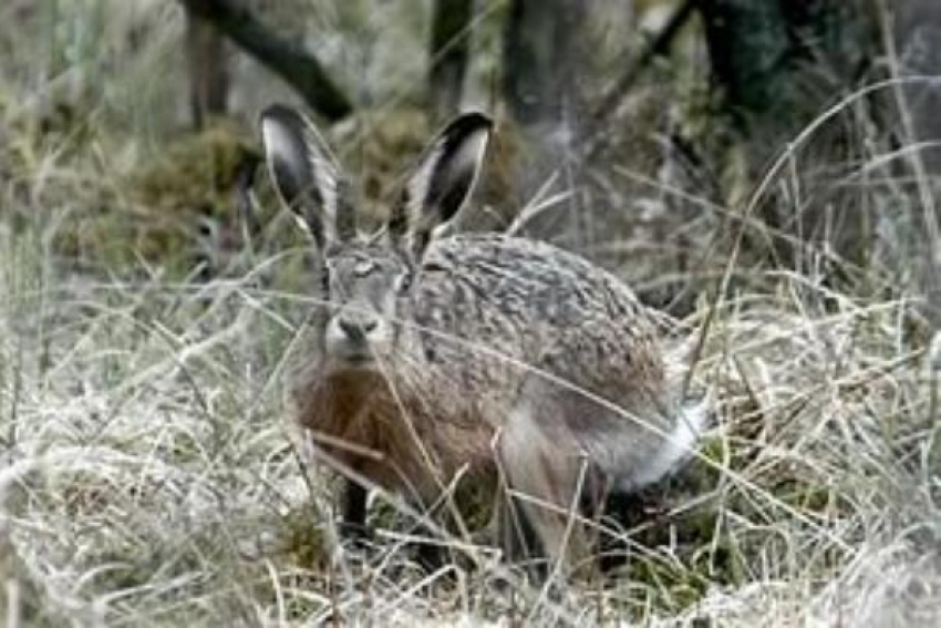 Под Волгоградом браконьеры, застрелившие двух зайцев, могут сесть на два года