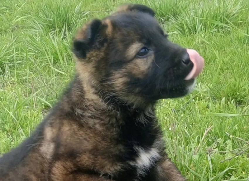 В Волжском на дачах выбросили крошечного щенка