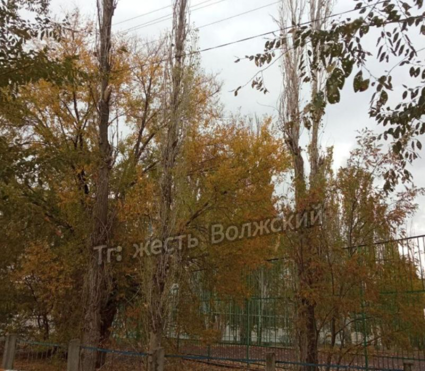 Сухие тополя на спортплощадке школы: в Волжском бьют тревогу за безопасность детей