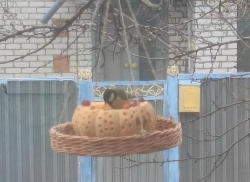 Жители Волгоградской области помогают птицам пережить зиму