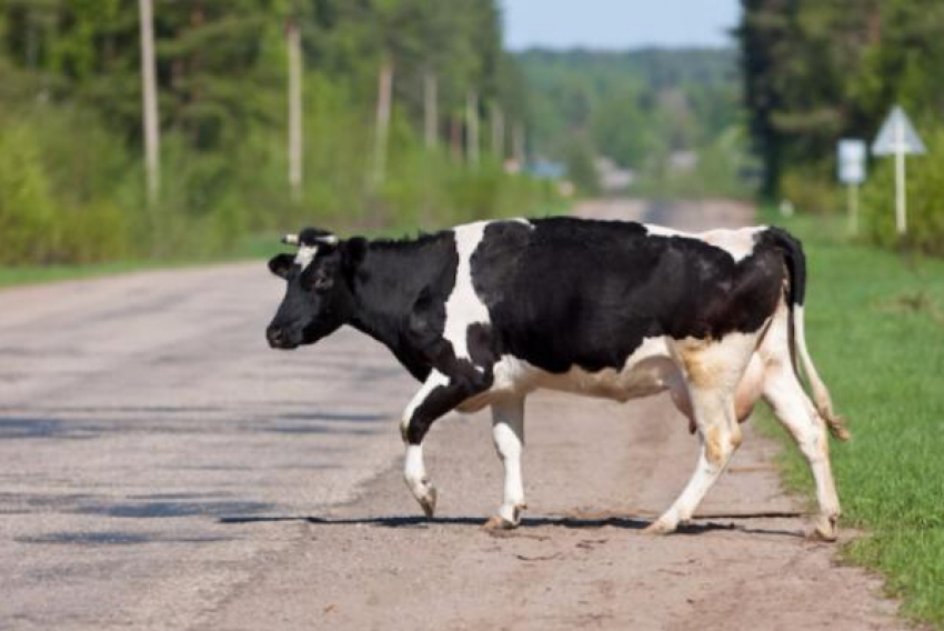 Корова и Opel попали в ДТП в Быковском районе 