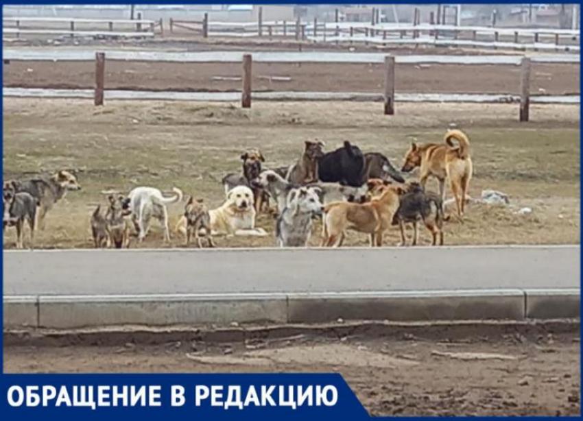 Огромная стая собак присвоила местность между школой и остановкой в Волжском