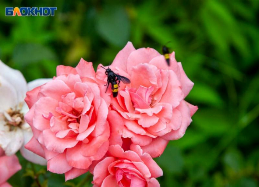 Гороскоп: Телец проведет работу над ошибками, а Рак займется здоровьем