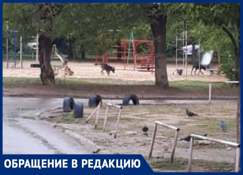 Стая собак разодрала кошек и напала на девушку с ребенком в Волжском
