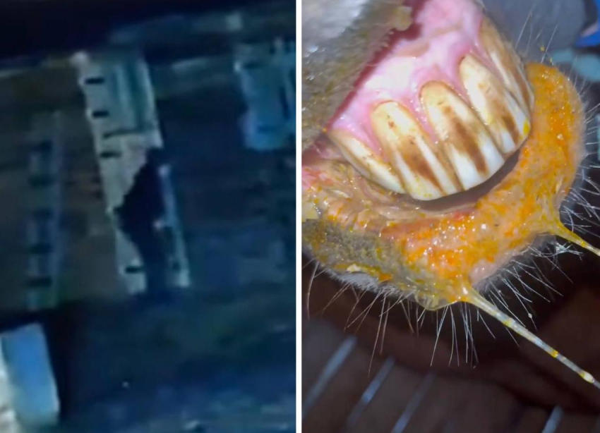 Госдума подключилась к делу о пострадавших лошадях в Волжском