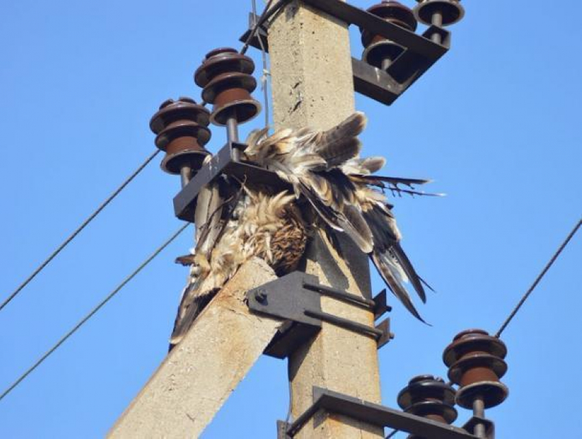 За гибель краснокнижных птиц среднеахтубинских электриков оштрафовали на 500 тысяч рублей