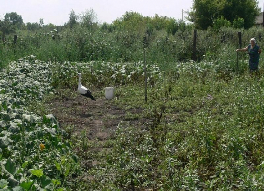 Аисты в Кумылге оставили своего птенца без помощи: роль приемных родителей взяли на себя люди