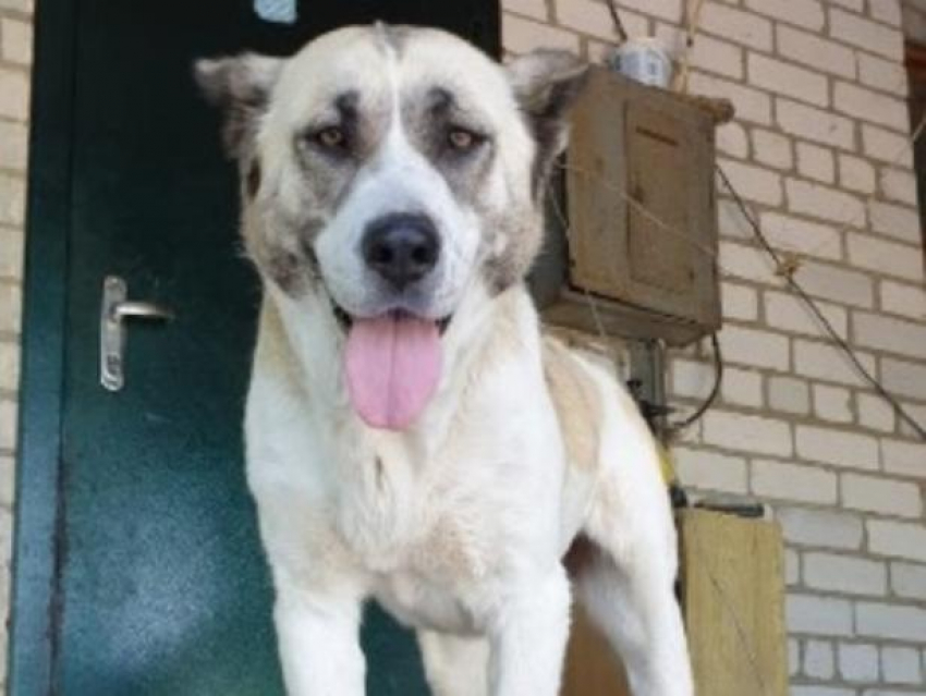 Замечательная Гера ищет дом