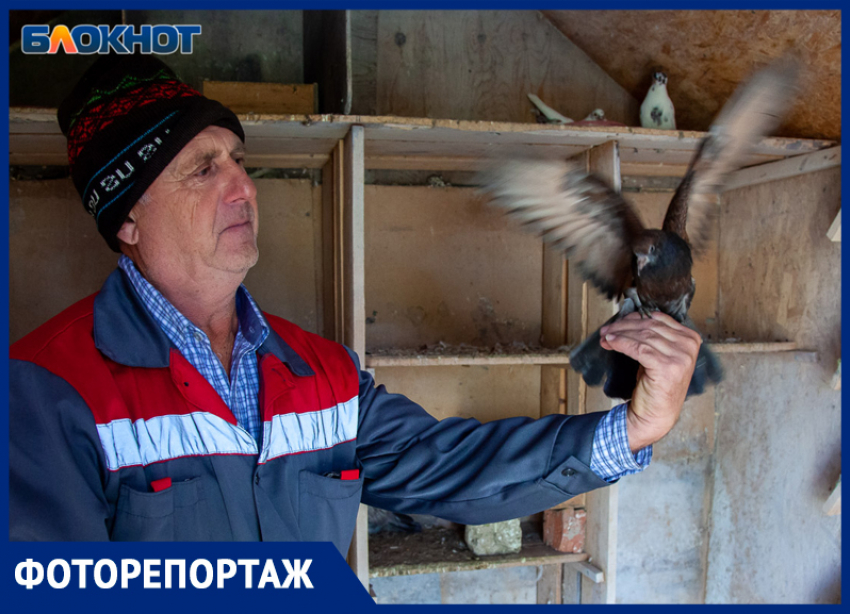 Удивительная жизнь голубятни в Волжском попала в объектив фотографа