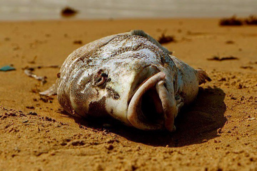 Причиной массовой гибели рыбы в Волгоградской области стала инфекционная болезнь