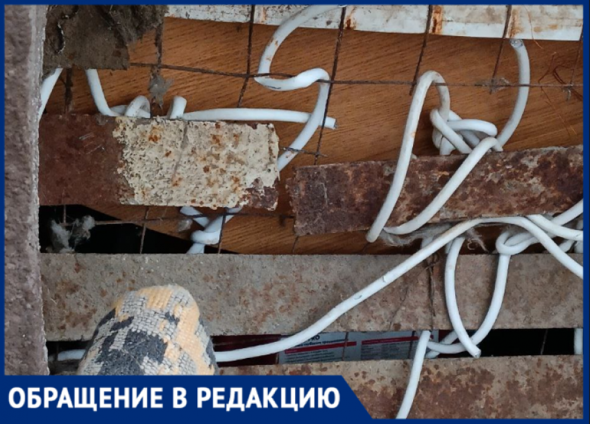 В Волжском коты умирают в запертом подвале 