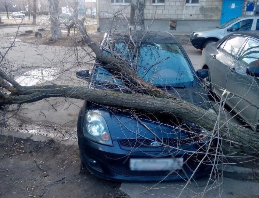 Засохшее дерево упало на припаркованную иномарку в Волжском