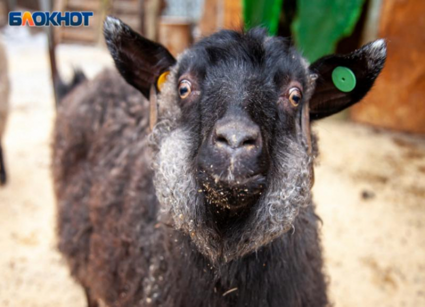 На 450 тысяч рублей украли овец влюбленные близ Волжского