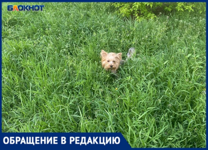 В Волжским собачки теряются в траве у подъездов: видео