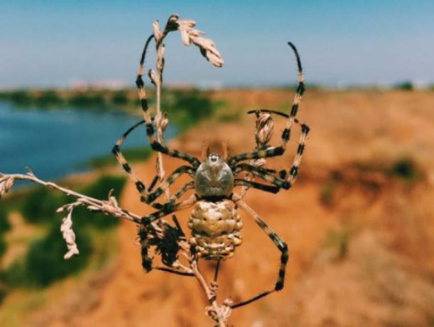 Диковинного паука запечатлел на видео турист посетивший Волжский