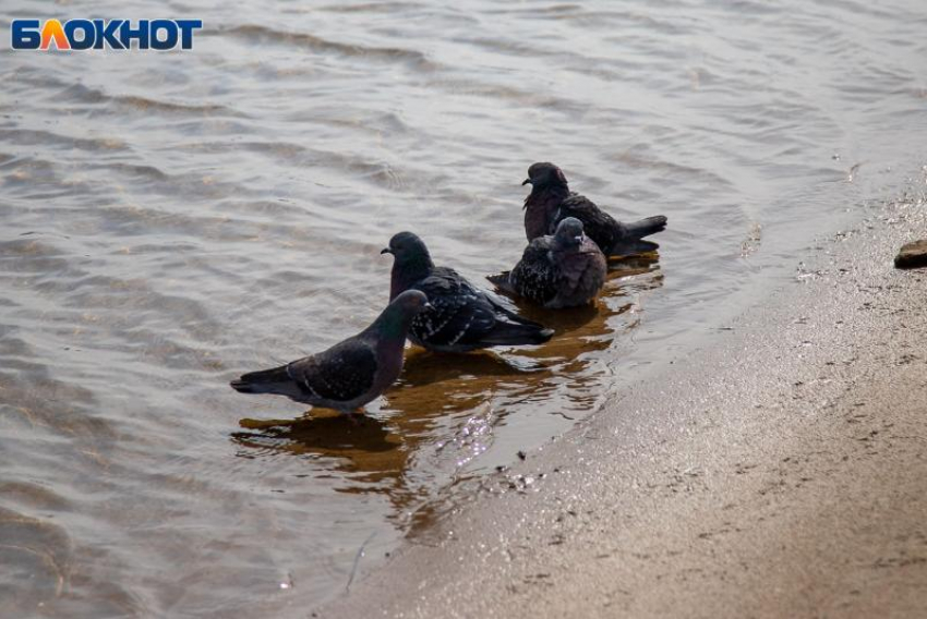 Дождь начнется в Волжском в четверг