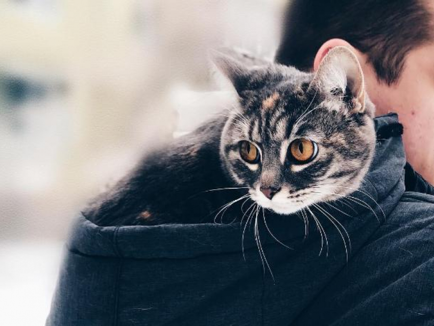 Инста-киса Кнопа прогулялась по Волжскому в капюшоне хозяина