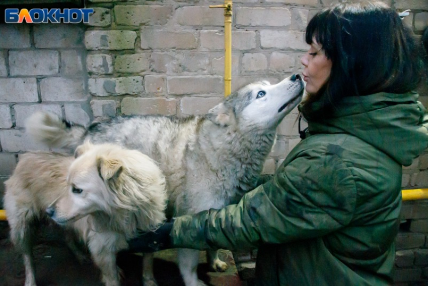 Помощь привозили ГАЗелями: 150 собак и руководство приюта «Любимки» благодарят волжан за участие в акции