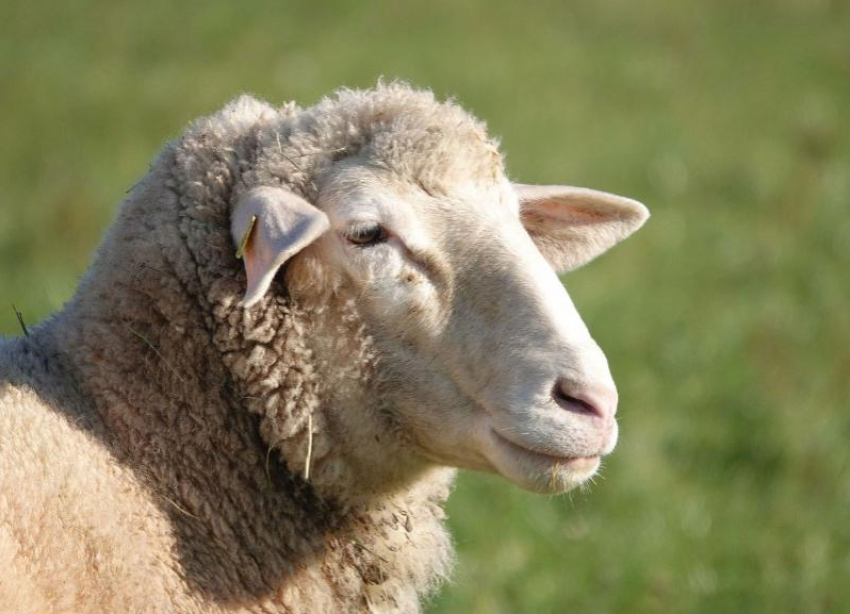 За продажу чужих овец жителю Волгоградской области грозит 6 лет тюрьмы