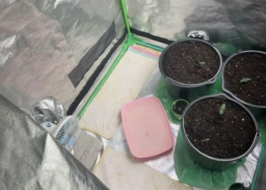 Домашний «урожай» для личного использования: в Волжском у ранее судимого мужчины изъяли крупную партию наркотиков