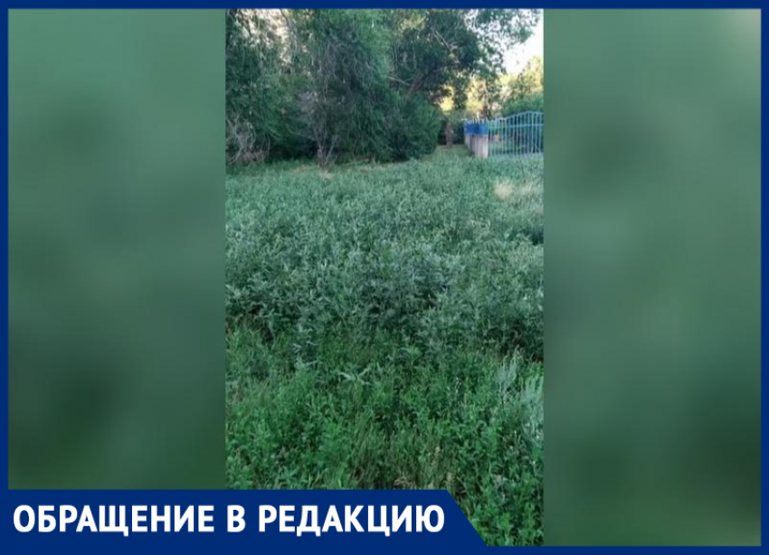 «Трава в пол метра, а управляющей компании плевать»: жители Волжского жалуются на заросший двор