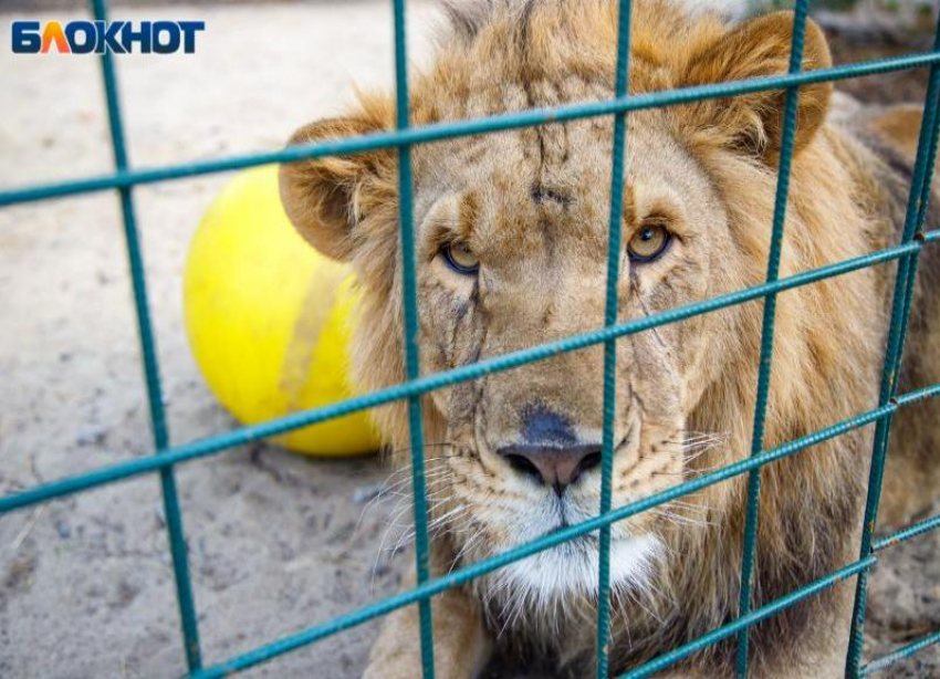 В Волжском родился маленький львенок
