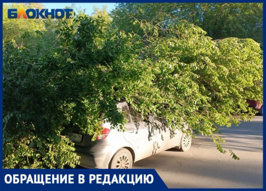 «Дерево убрали по доброте душевной и компенсации не будет»: волжанке отказали возмещать ущерб за разбитый автомобиль