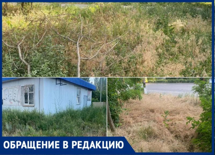 «Сухостой может вспыхнуть в любой момент»: жители 31-го микрорайона Волжского просят спасти их от травяного ада