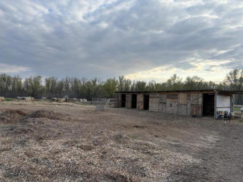 Отравление лошадей в Волжском всколыхнуло общественность