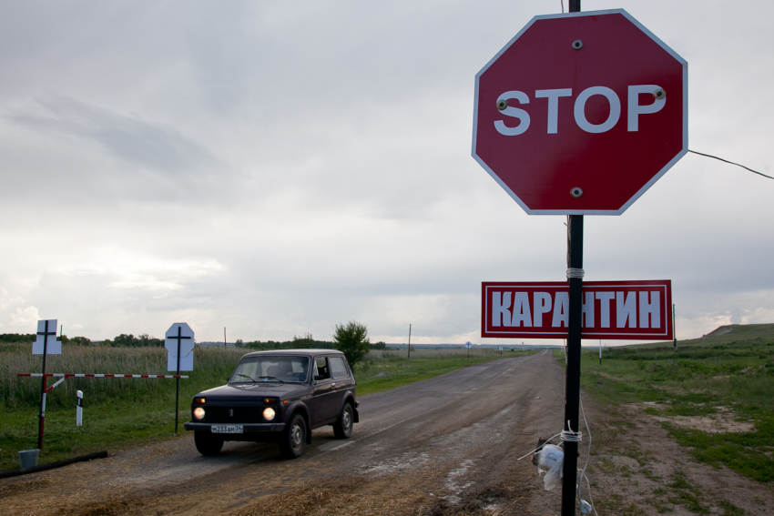 В Волгоградской области зафиксирована вспышка АЧС