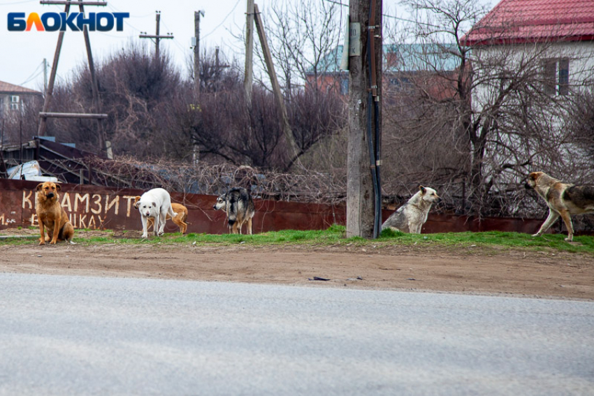 Администрация Волгограда заплатит 40 тысяч за укус ребенка бездомной собакой