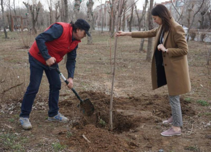 Город зеленого цвета: в Волжском высаживают новые деревья