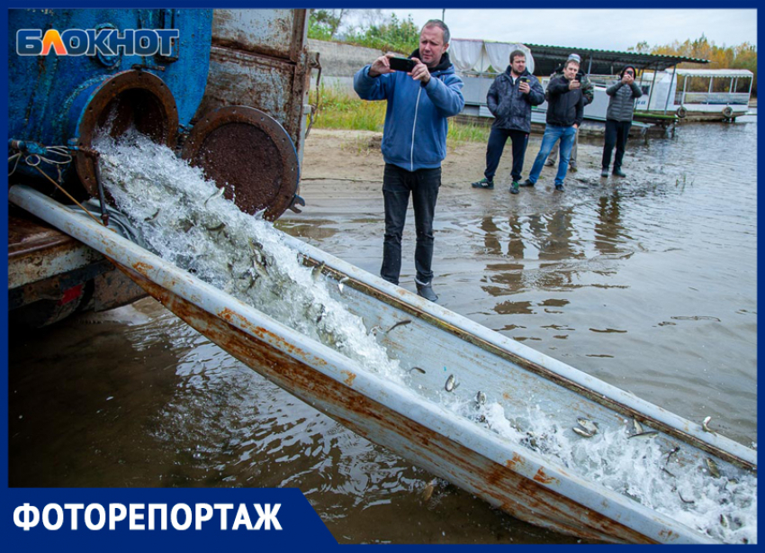 50 тысяч мальков выпустили в реки Волжского: фоторепортаж