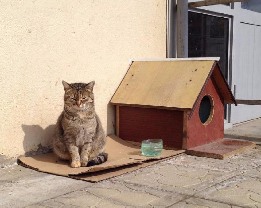 Сторожевой кот охраняет поликлинику в Волжском