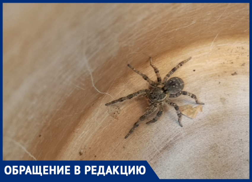 Огромный тарантул залез в сарай в Волжском: паук перепугал жителей