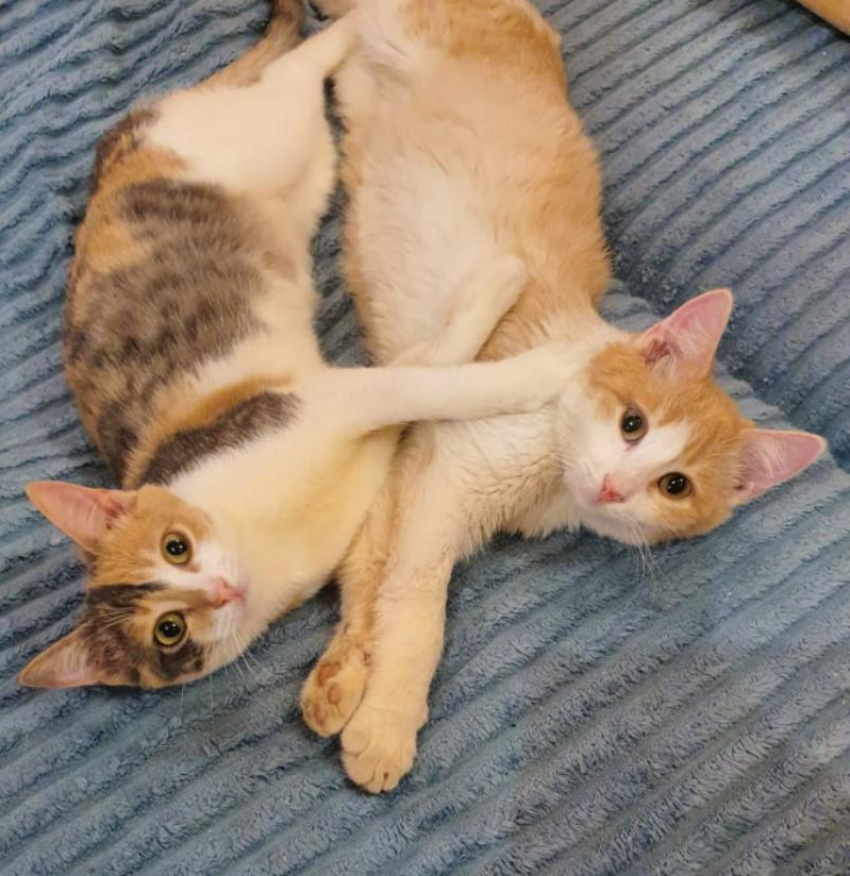 Братик и сестренка из семейства кошачьих ищут новый дом в Волжском