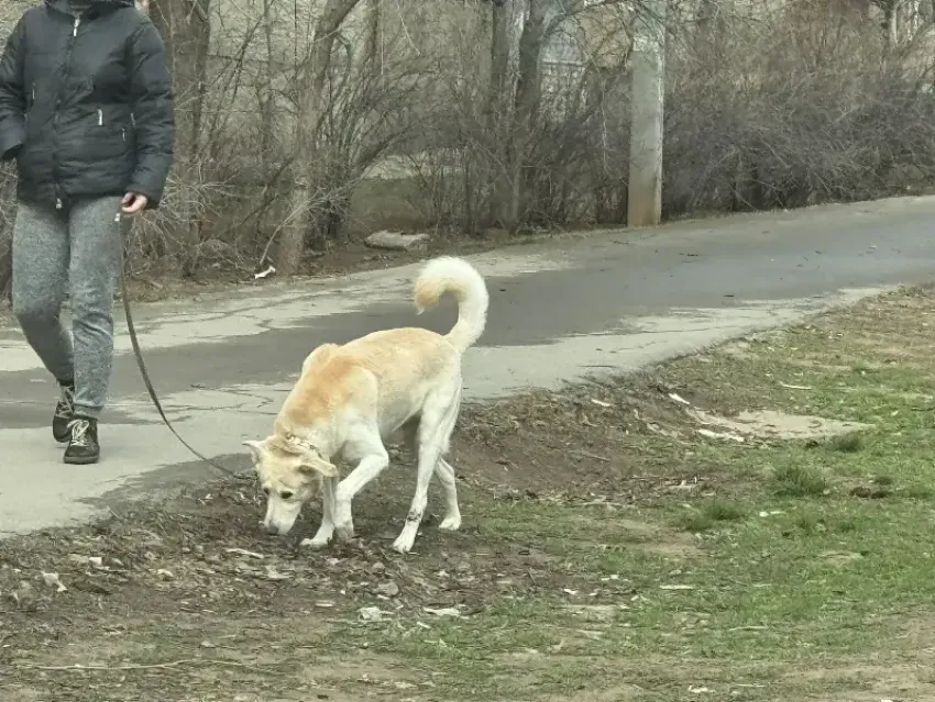 В Волжском собаки могут гадить на детских площадок без последствий