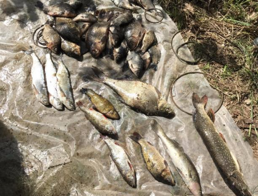 В поисках «золотой рыбки» мужчина занялся браконьерством в Ленинском районе